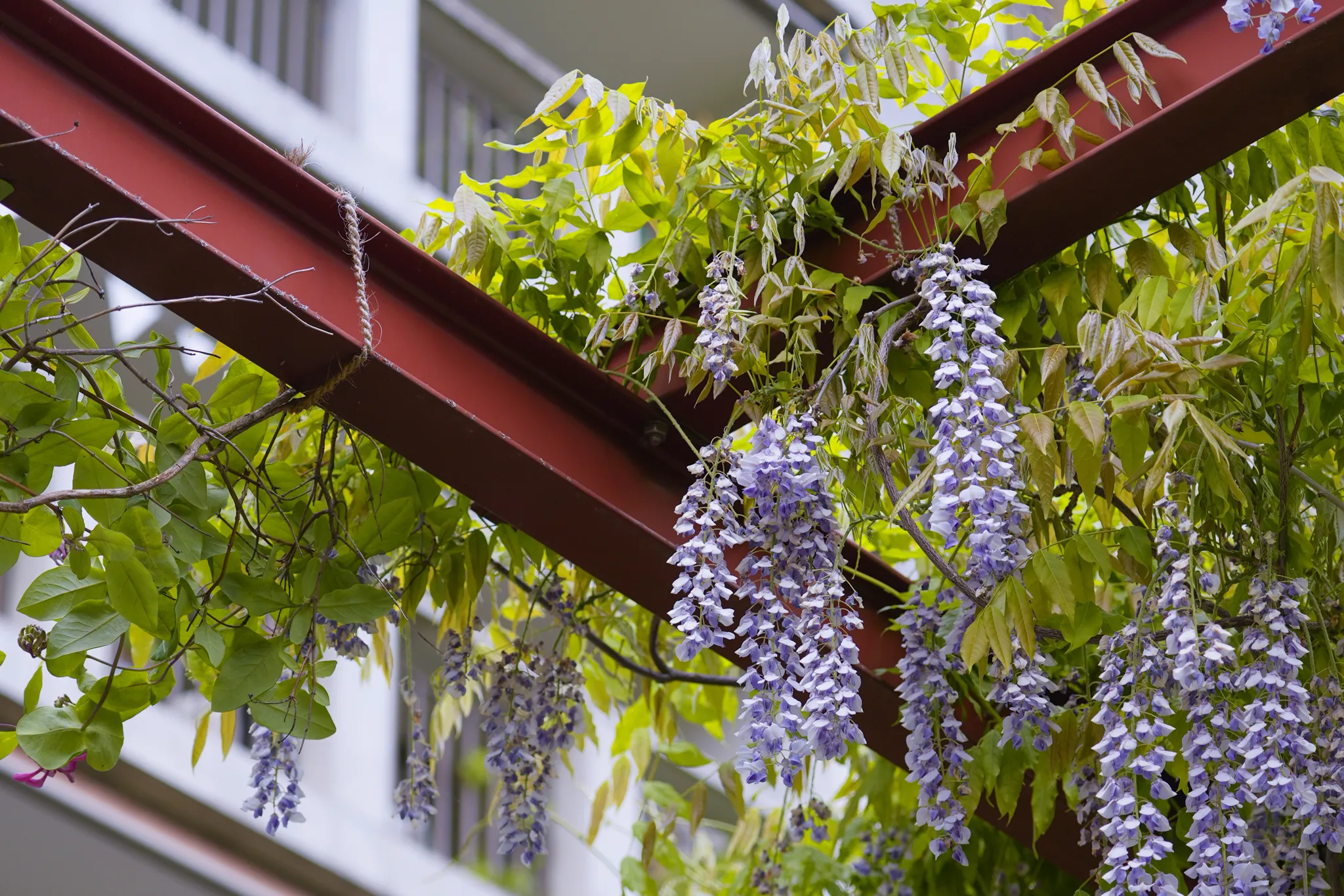 Detail der Pergola beim Märkli-Bau